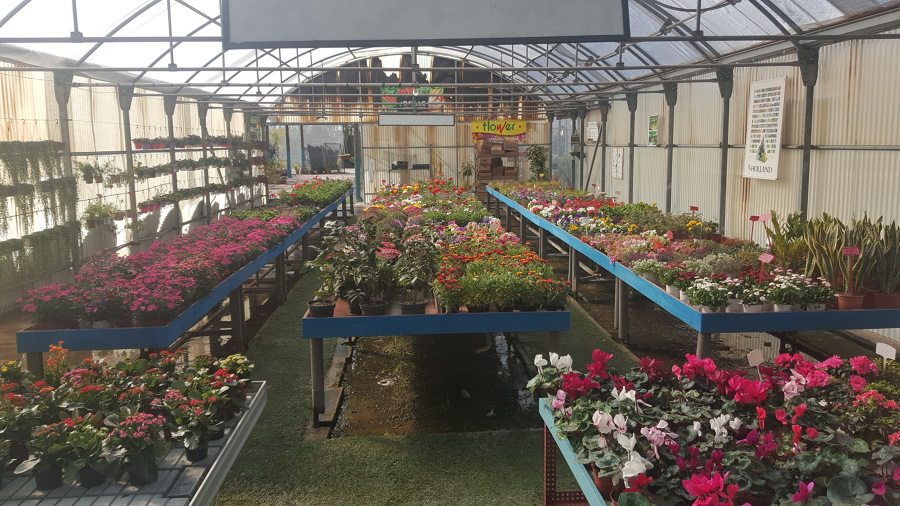 Plantas y flores de exterior