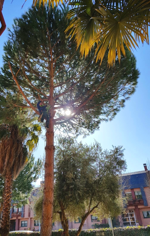 PODA DE PINO DE ALTURA