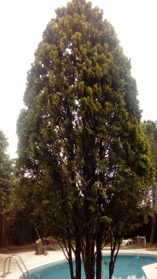 Podar recortar yvrrstaurar tuias