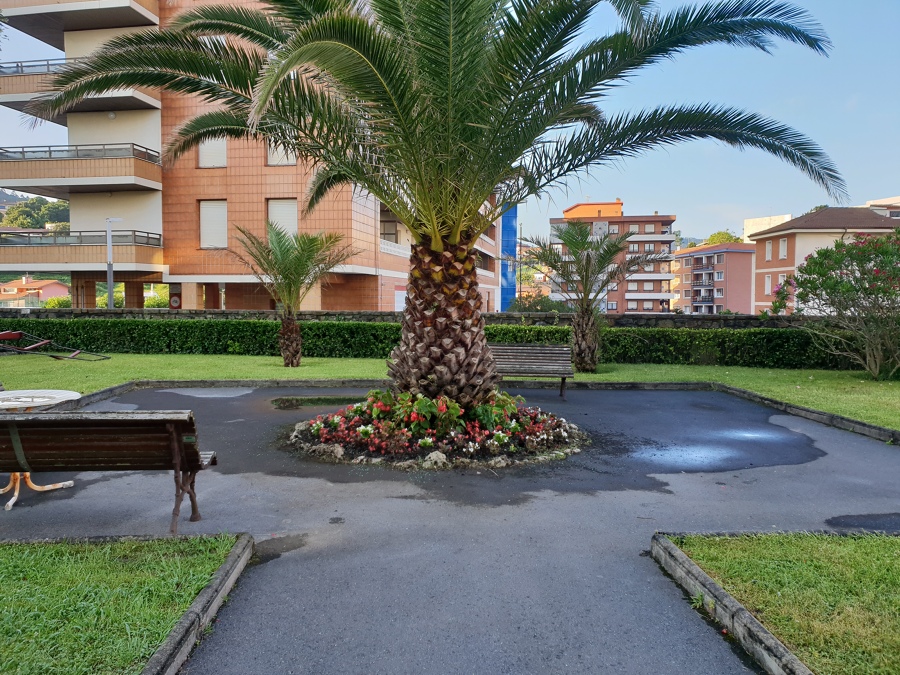 Arreglo parterre de palmera