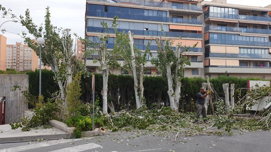 Tala de árboles en Colegio