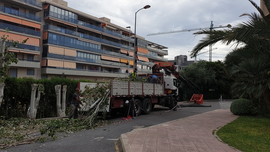 Tala de árboles en Colegio