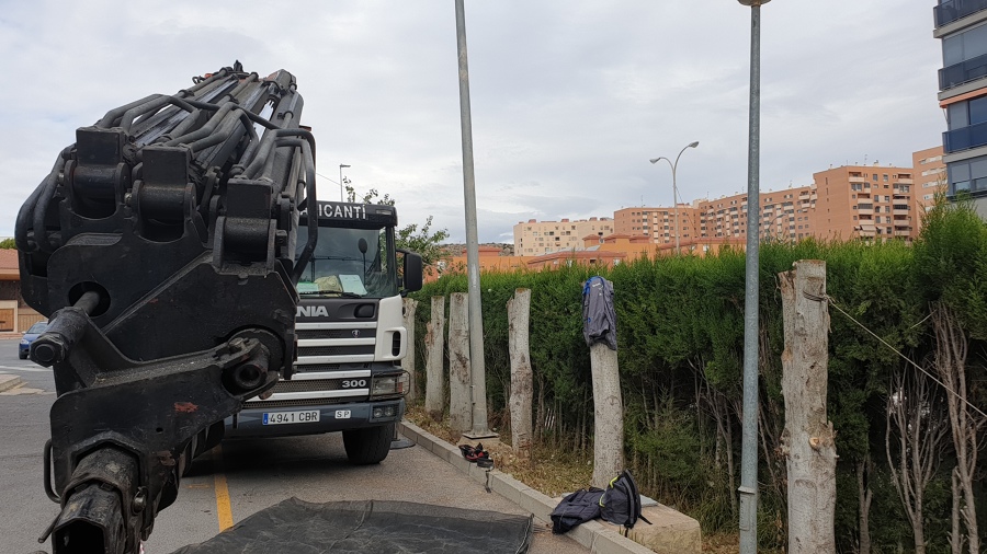 Tala de árboles en Colegio