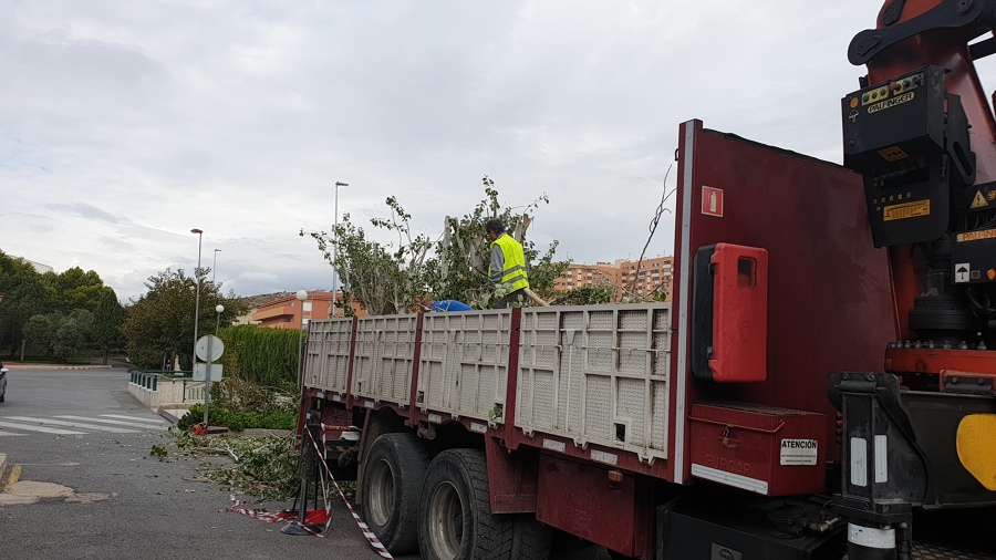 Tala de árboles en Colegio