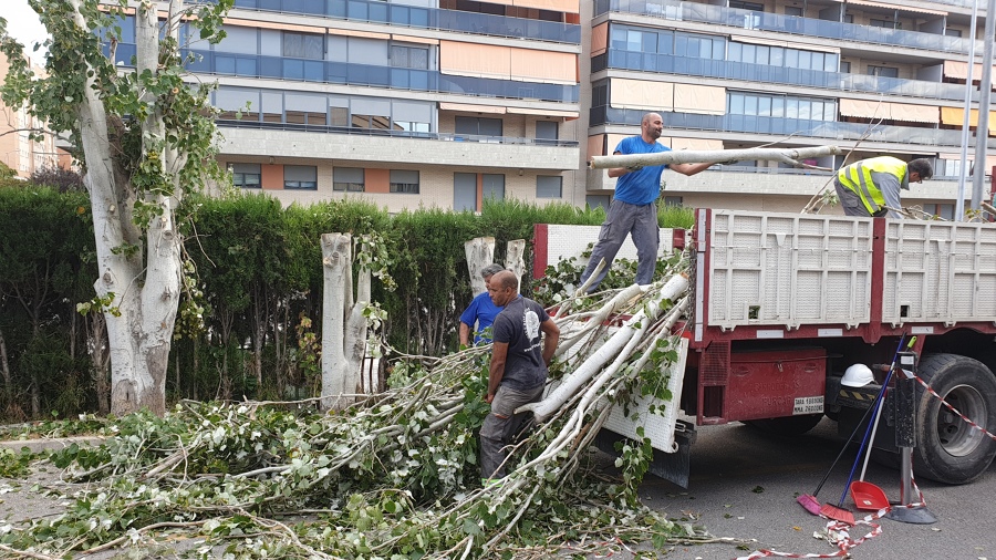 Tala de árboles en Colegio