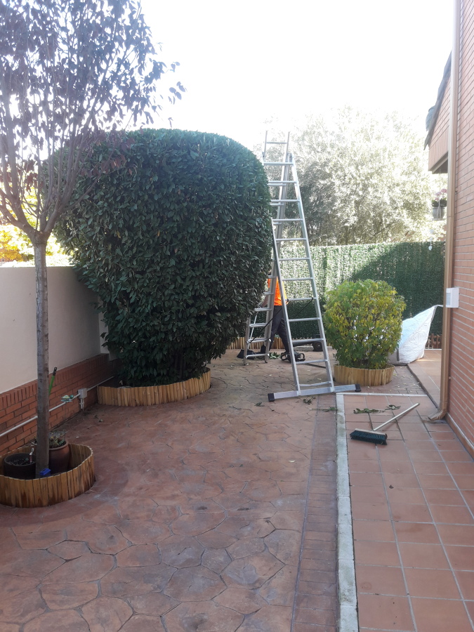 Poda de setos altos