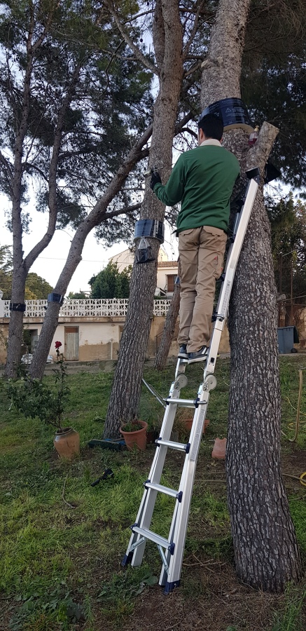 Tratamiento Procesionaria