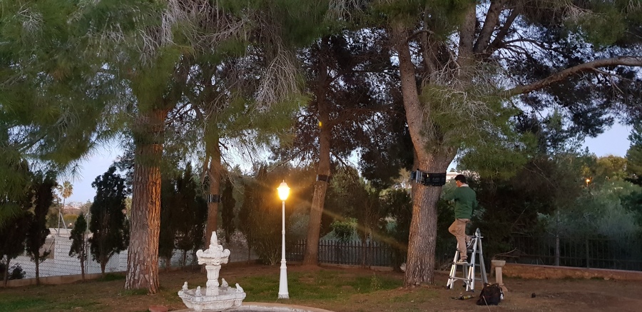 Tratamiento de Procesionaria