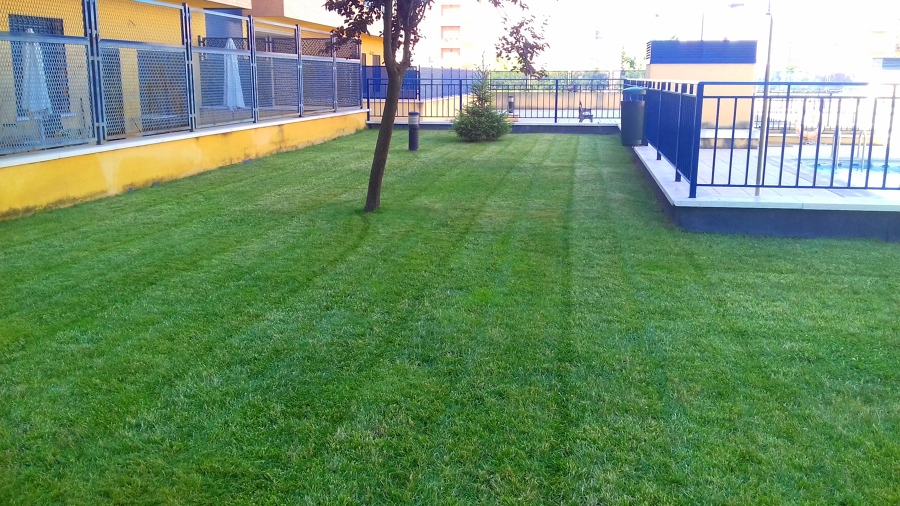 césped comunitario