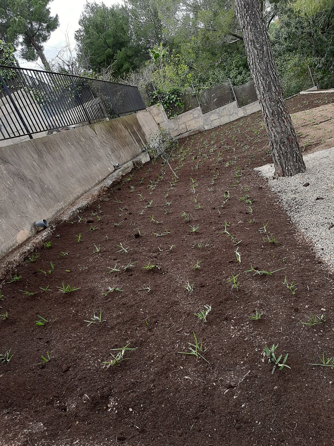 Después siembra de Césped y grama