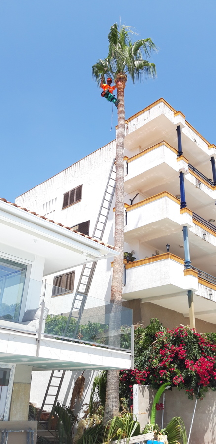 El trabajo de la palmera