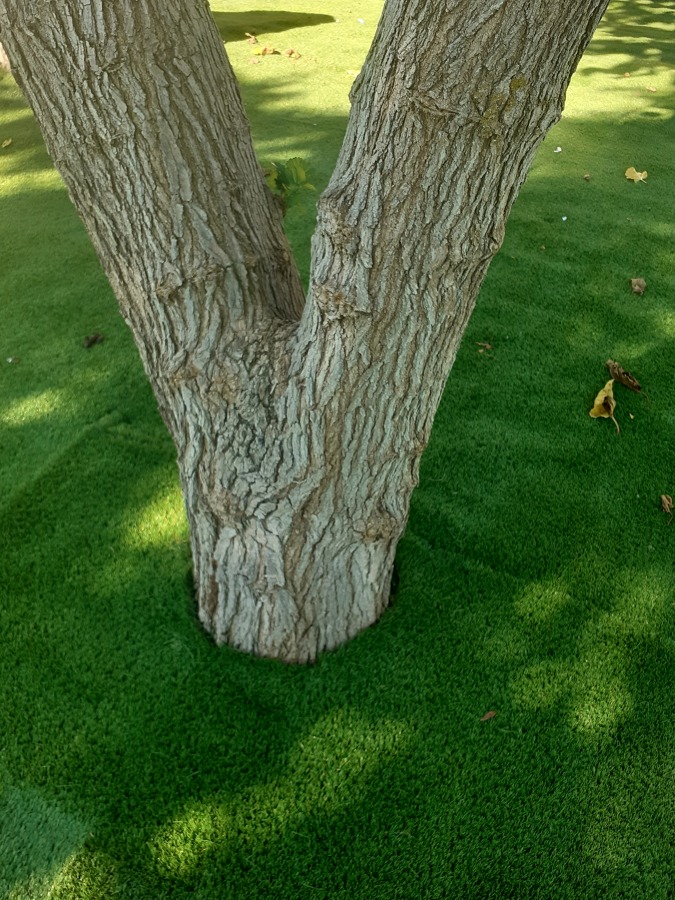 Colocasion de césped artificial