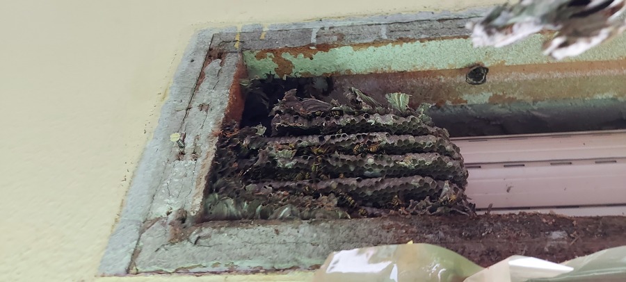 Avispero en un colegio