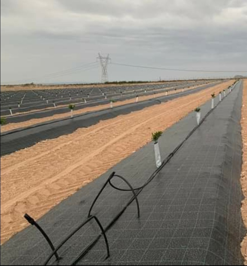 Colocacion de mallas anti hierbas