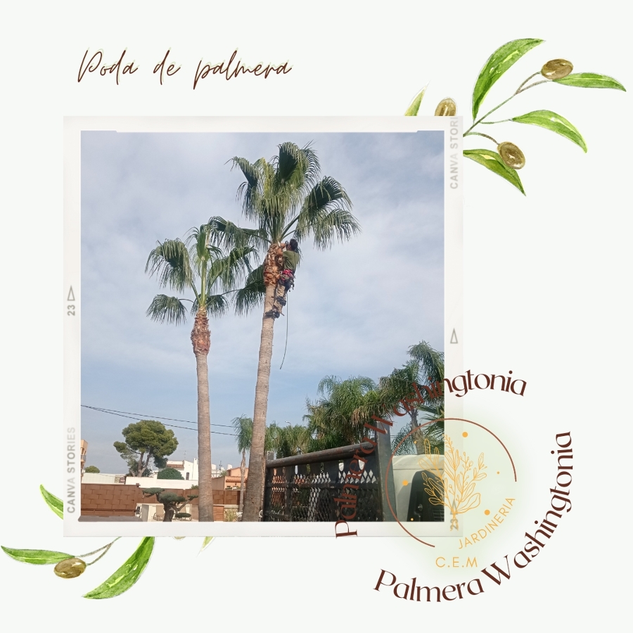 Poda de palmeras Washingtonia