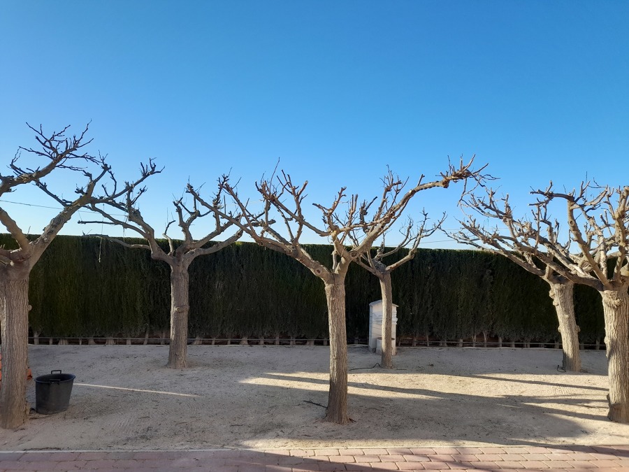 Poda de morera fruitless