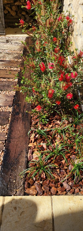 Jardinera callistemon