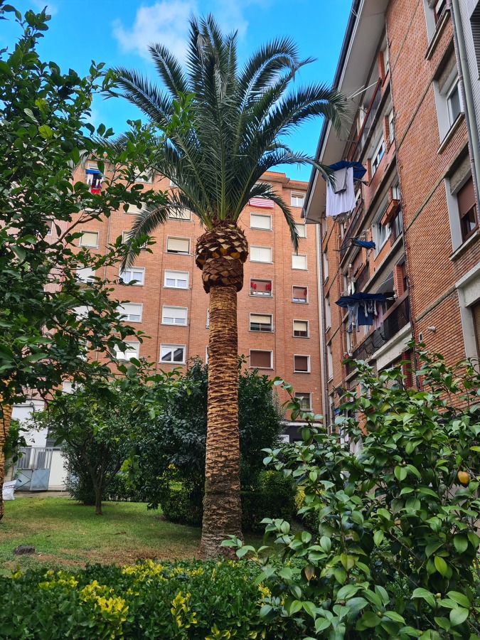 Poda y cepillado de palmeras