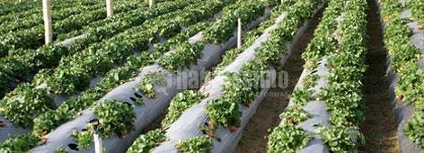 Ingenieros, Medio Ambiente, Topografía