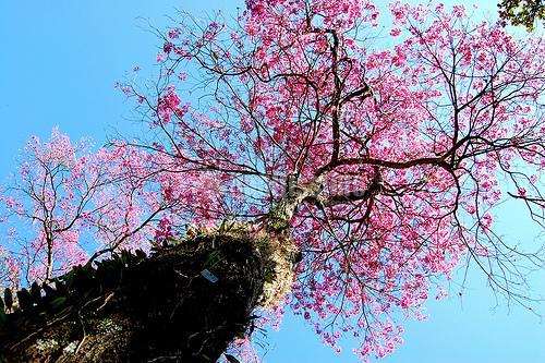 Paisajistas, Técnicos, Artículos Decoración