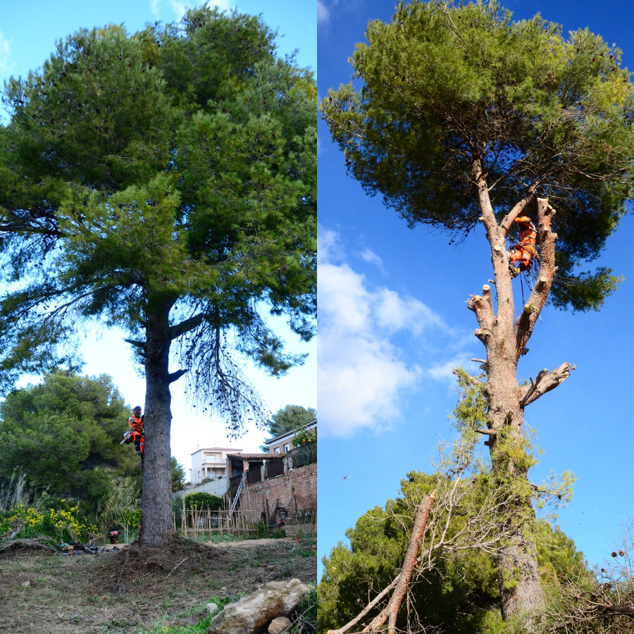 Poda de un pino de 20m con técnica de trepa y bajada de vegetales en frenado