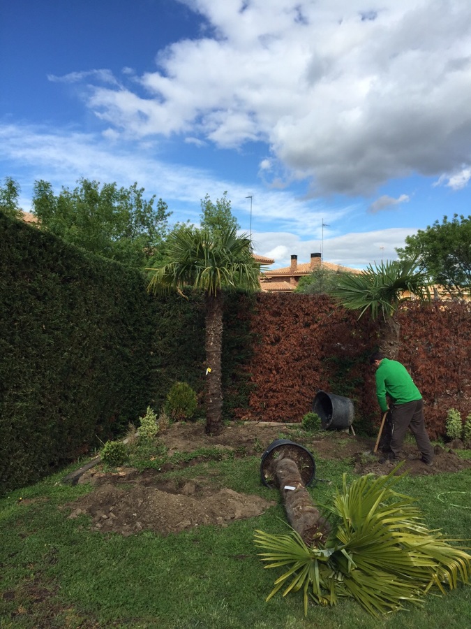 Plantación de palmeras