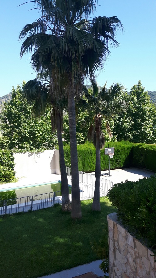 PODA PALMERA, SETOS Y CESPED