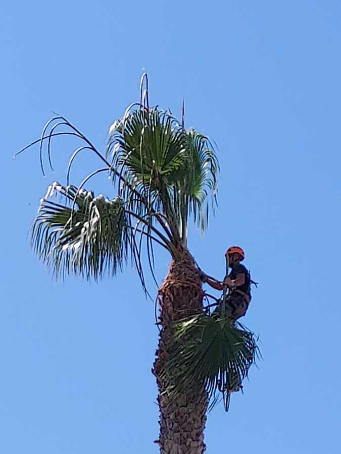 Poda de palmera para mantenimiento de un jardín espectacular