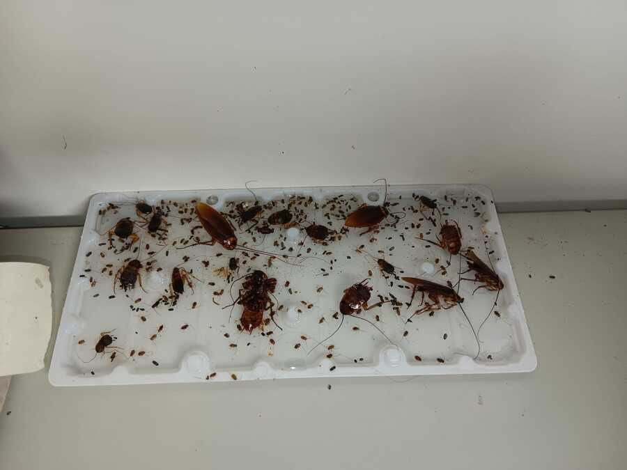 Cucaracha americana (Periplaneta americana)