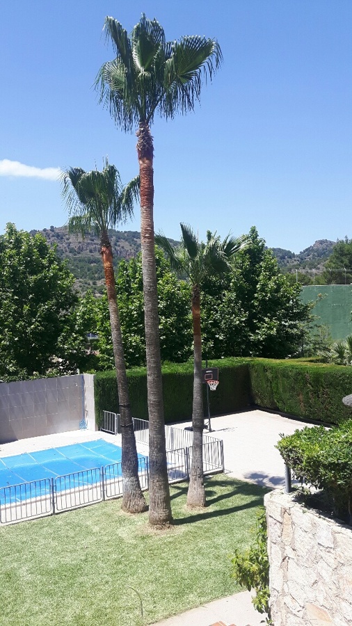 PODA PALMERA, SETOS Y CESPED