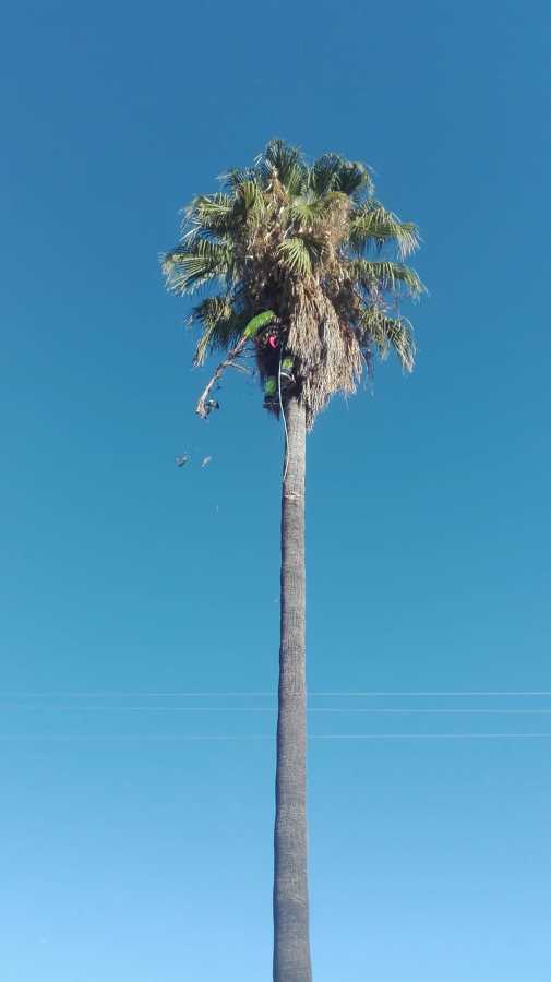 washingtonia robusta
