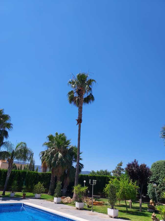 Poda de palmera para mantenimiento de un jardín espectacular