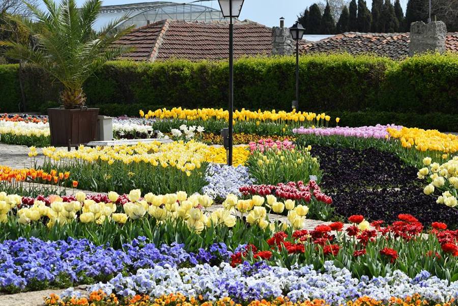 Plantar flores en primavera 2016/2017