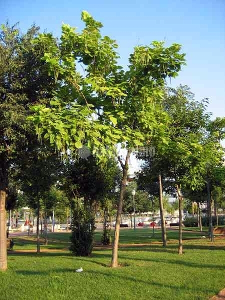 Jardineros, Piscinas, Reforma