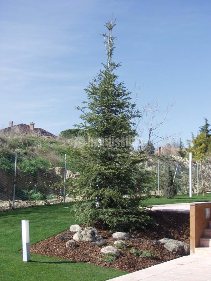 Paisajistas, Podas, Diseño Jardines