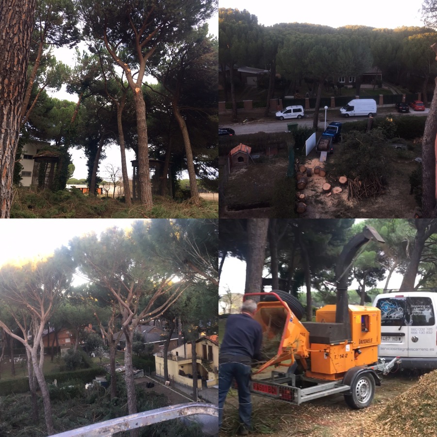 Poda y limpieza de pinos