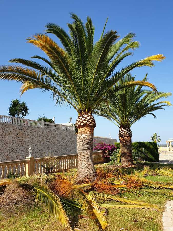Poda palmera canaria