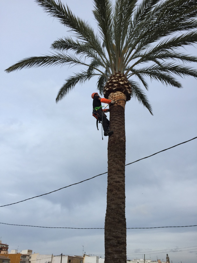 Poda palmera datilera