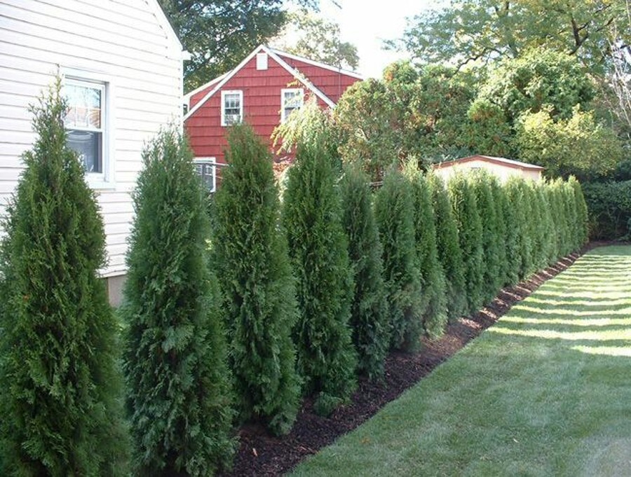 Jardinería amazonasgreen 