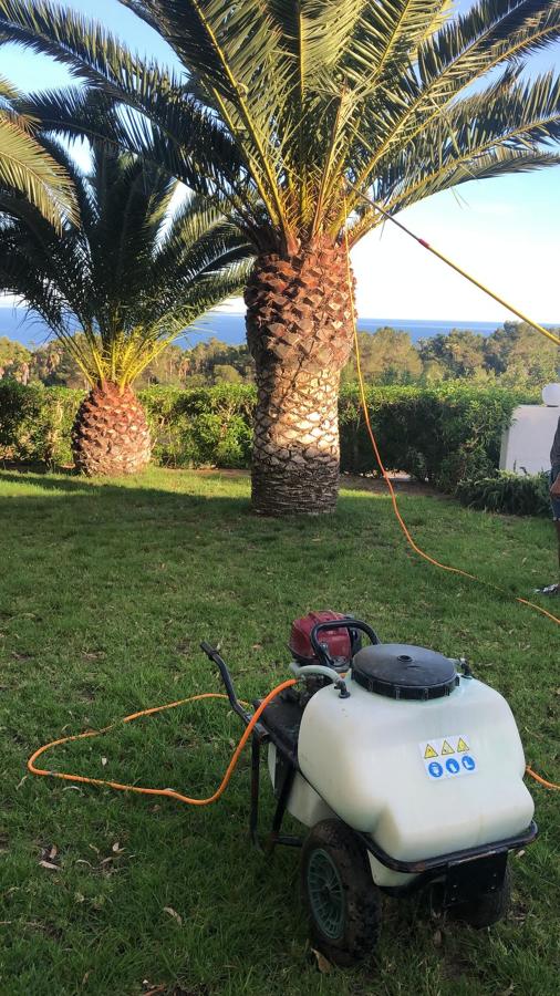 Fumigación de palmeras