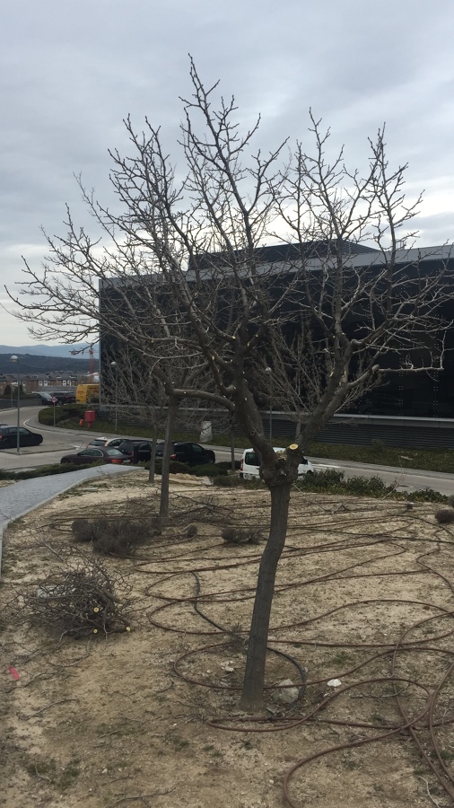 Poda de limpieza y formación