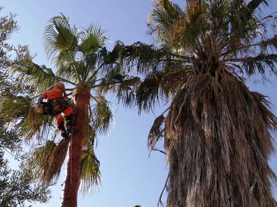 Poda de palmeras con técnica de trepa