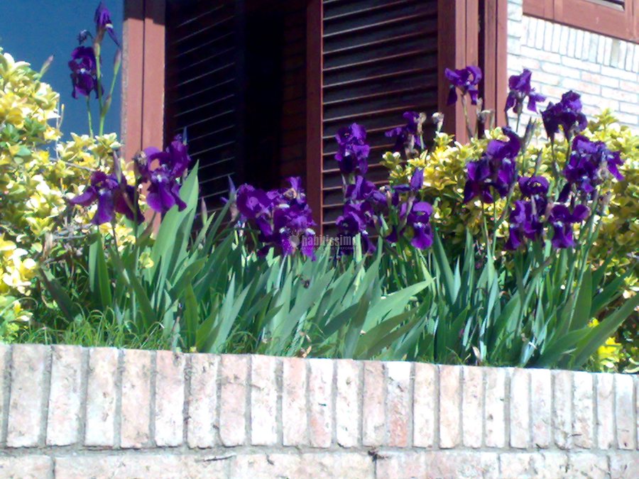 Jardineros, Obra Nova (publica I Privada), Traavesses Tren