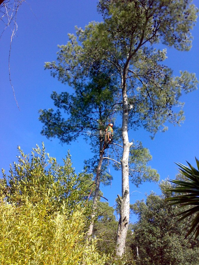 Jardineros, Piscines, Podas