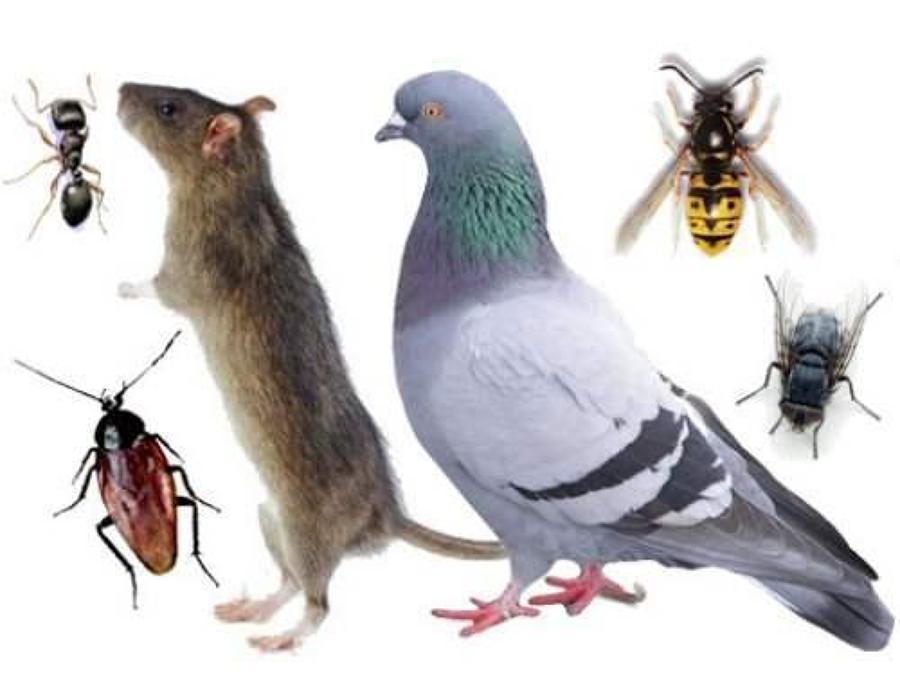 PLAGAS A EXTERMINAR