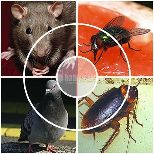 Control Plagas, Pintura General, Limpiezas