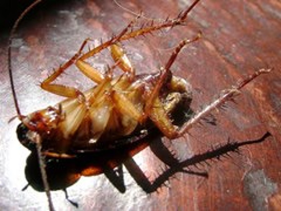 CUCARACHA MUERTA