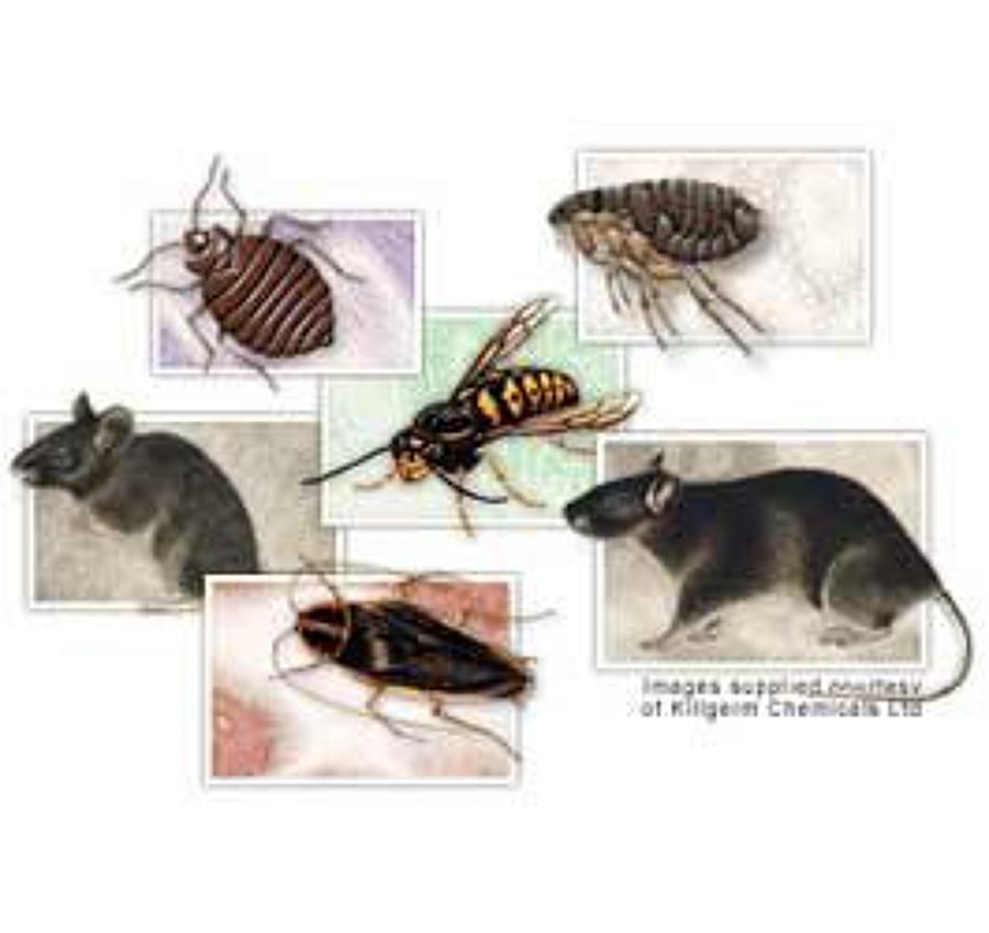 PLAGAS QUE EXTERMINAMOS