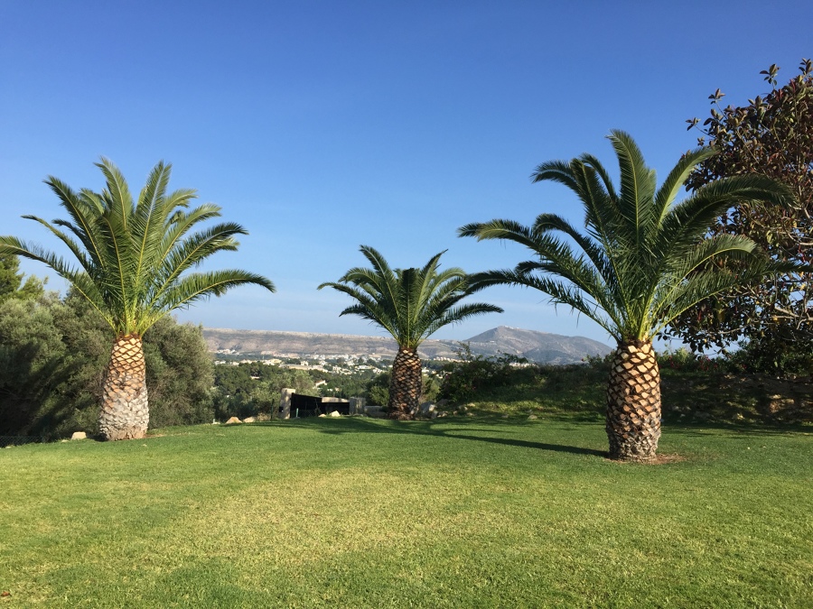 Mantenimimento de jardin y palmeras