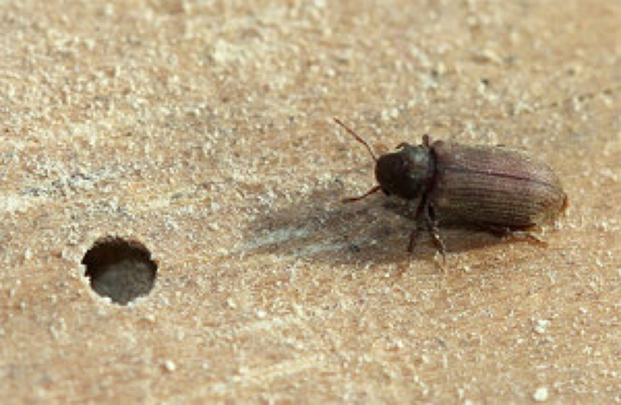 carcoma adulta